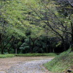 Part of a campsite where cars are allowed, a path covered with trees after the rain.