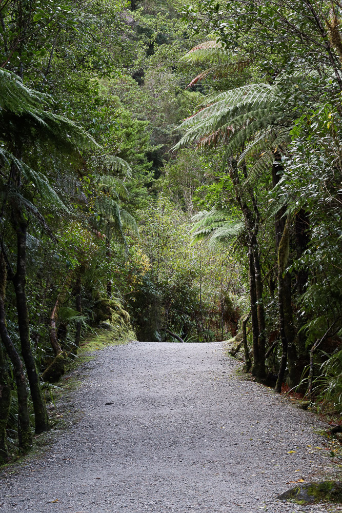 franz josef township walk and cycleway in autumn, the way along the path with tree covering both sides.
