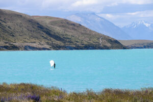 Summer in Lake tekapo with a person surfing on the bright blue water