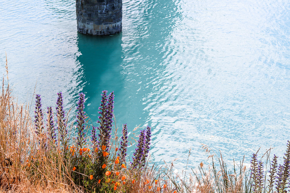 The calming light bluie color of Lake Tekapo's water in Summer. Lupine flower blossom on the edge.