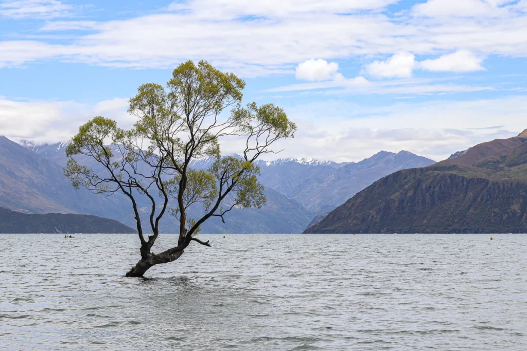 That Wanaka Tree in the lake and the mountains surrounding, taken in summer.