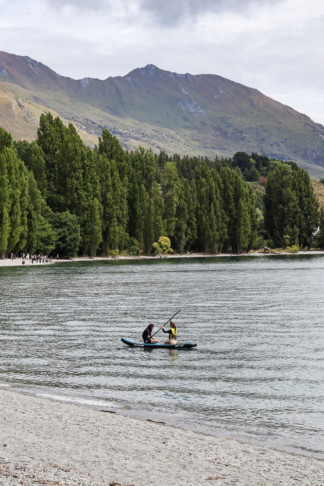 View of lake wanaka with people paddel boarding in the water and the wanaka tree visible behind.