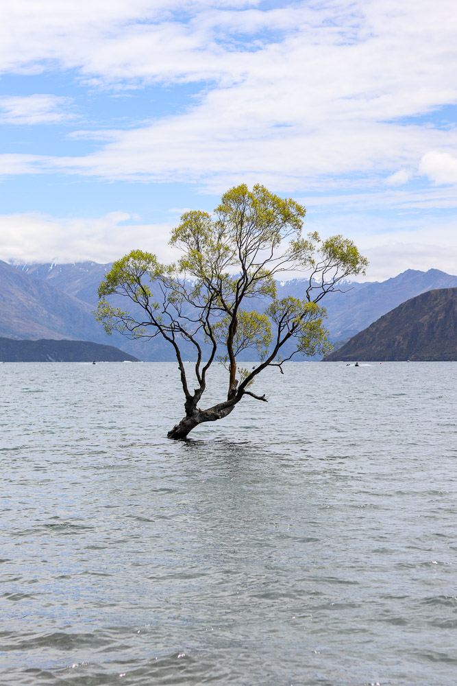 A shot of That Wānaka tree in summer with clear sky