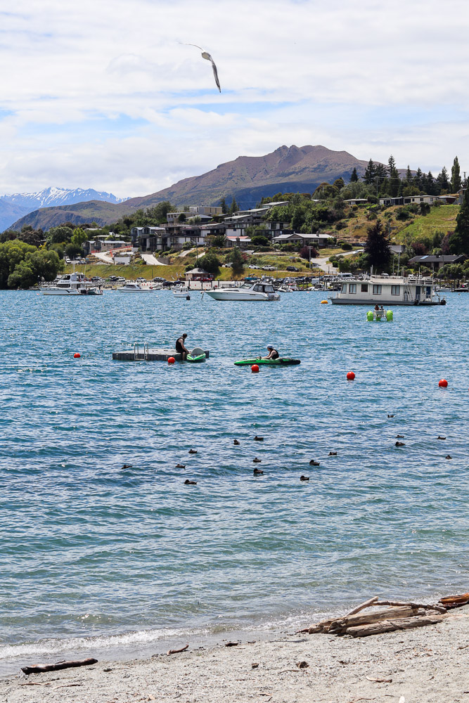 Summer at Lake Wanaka with people coming out and doing activities and as a seagull flown by.