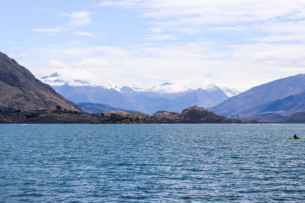 A view from Roys Bay, Lake Wānaka in summer as a bird flown by the deep blue water and snow top mountain.