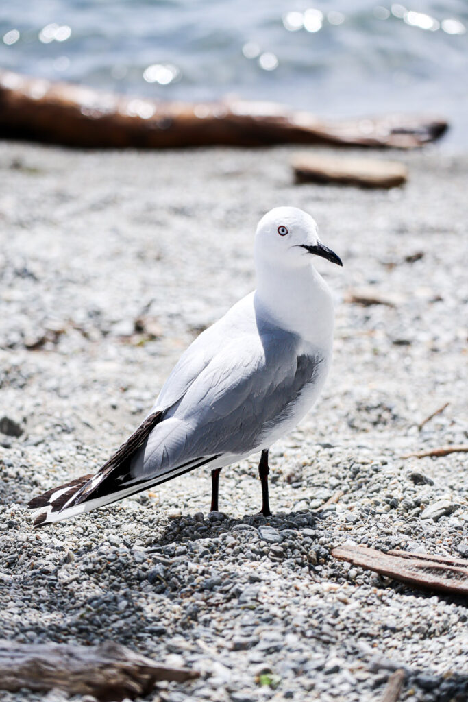 A shot of Seagull at Lake Wanaka with the sun shining on its wing and a shadow casted on one side of its face.