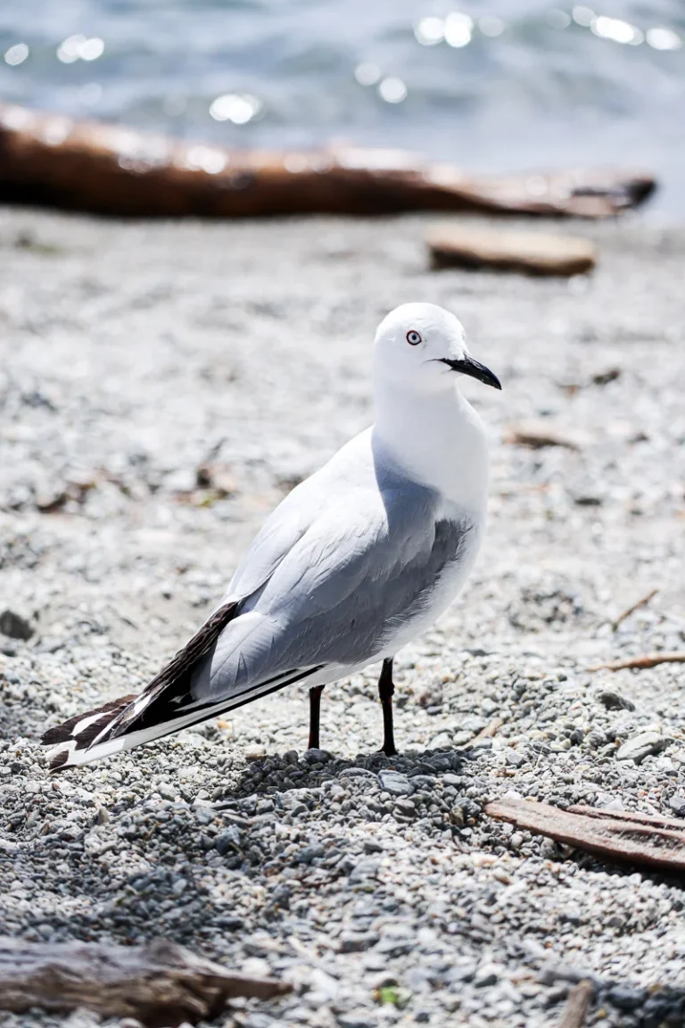 A shot of a cool Seagull at Lake Wanaka with the sun shining on its wing and a shadow casted on one side of its face.