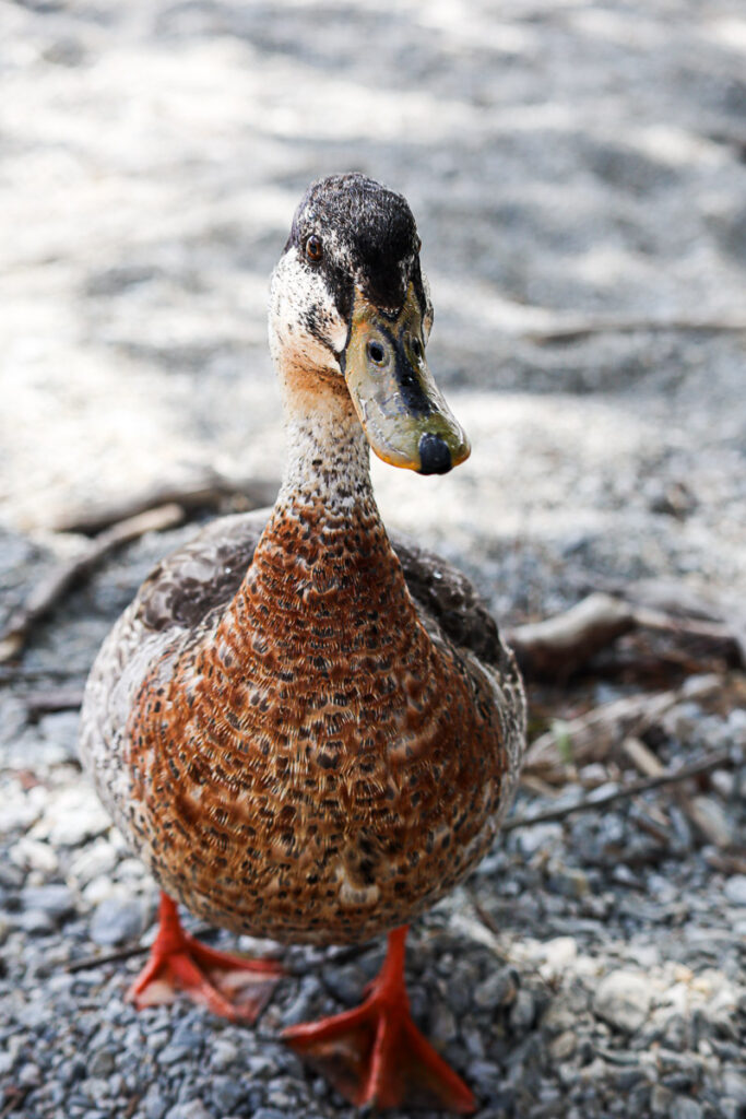 A cute duck closeup at lake wanaka.