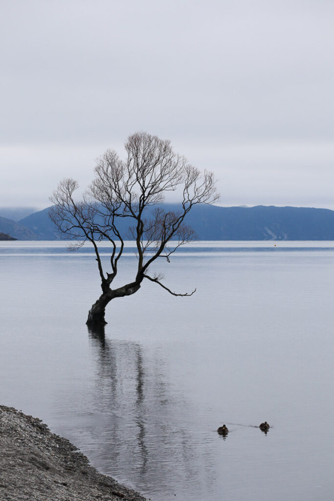 A shot of That Wānaka tree in a cloudy day in autumn with some ducks swimming by