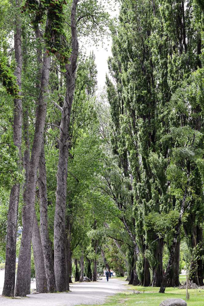 Huge trees along side of a walkway beside Lake Wanaka in summer green.