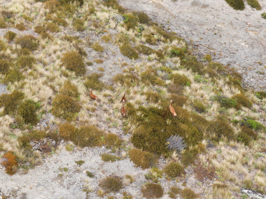 A group of 4 Red Deers on the mountain in canterbury high country New Zealand. The deers was running up the mountain getting spooked by the helicopter above it.