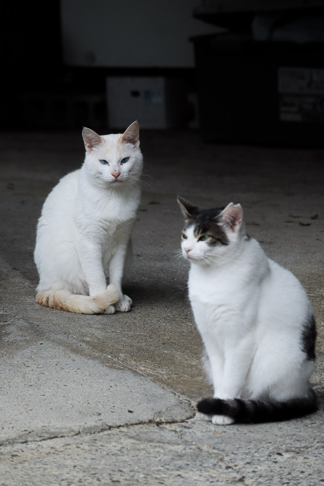 Two cats in Magome-Juku.