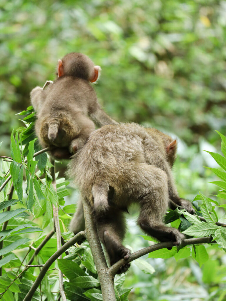 Two very cute and fluffy baby snow monkeys playing on a tree branch at Kamikochi, Nagano.