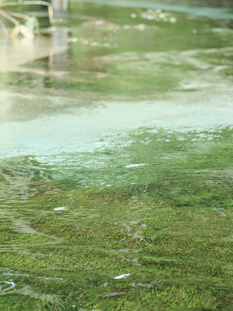 One of the clearest body of water, Shimizu river, a part of Azusa River. A see through mirror showing the underwater ecosystem.