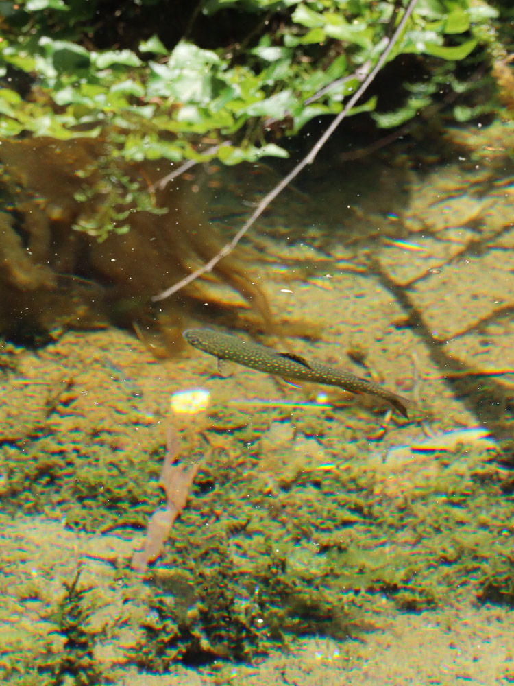 A river so clear the small fish seems like it was floating in the air, a nature's wonder on Kamikochi.