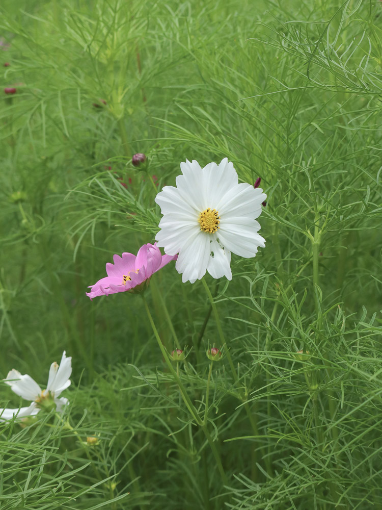Cosmos flower, taken at Tropical Dream Center in Okinawa. A calm shade of lighting hugging the nature.
