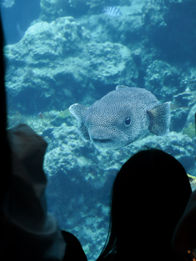 A large starry puffer fish at Okinawa Churaumi Aquarium, as the puffer curiously stares back at the people.