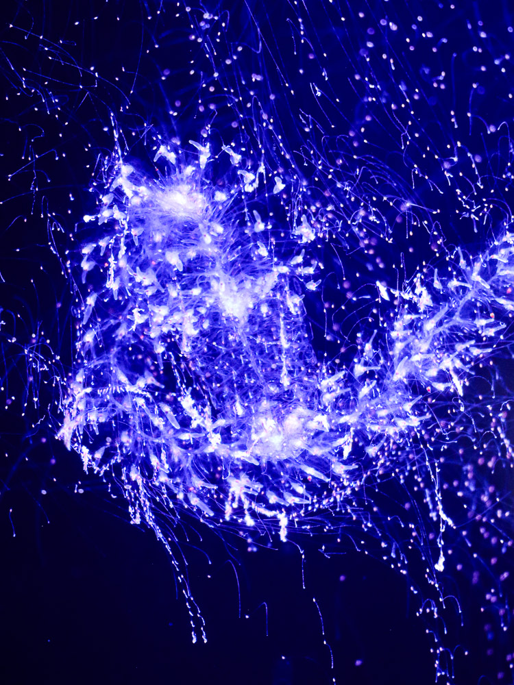 A bioluminescent deepsea life at Churaumi Aquarium in Okinawa. The deep blue glow in the dark water.