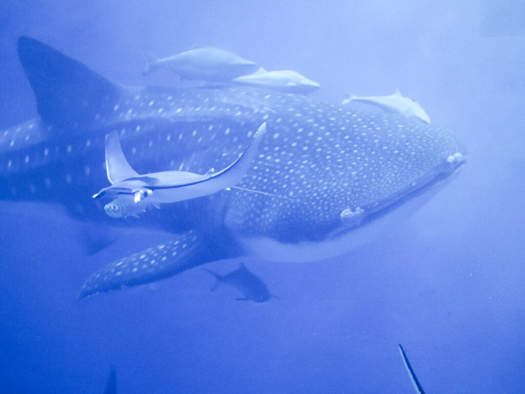 Jinta, the whale shark at Okinawa Churaumi Aquarium. The magnificent sea animal highlight with the spotlight swimming by.