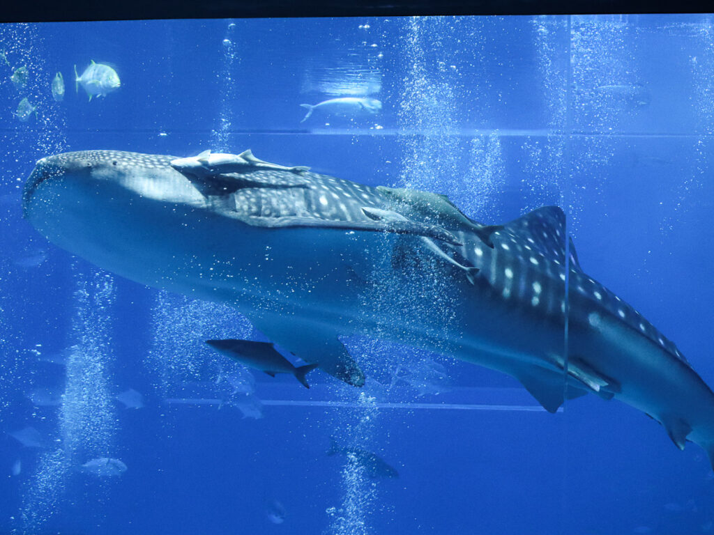 The whale shark Jinta at Okinawa Churaumi Aquarium, a 8.8 meter long whale.