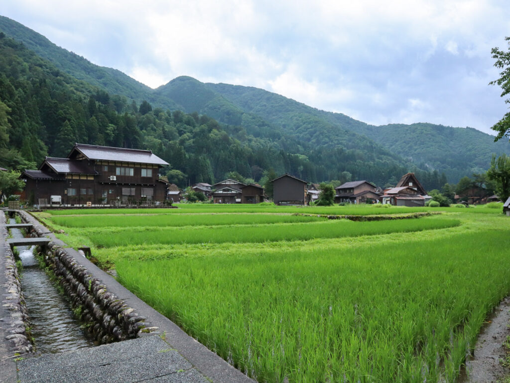Rice paddies in full green during the summer in Gifu, Shirakawa-go historical village.