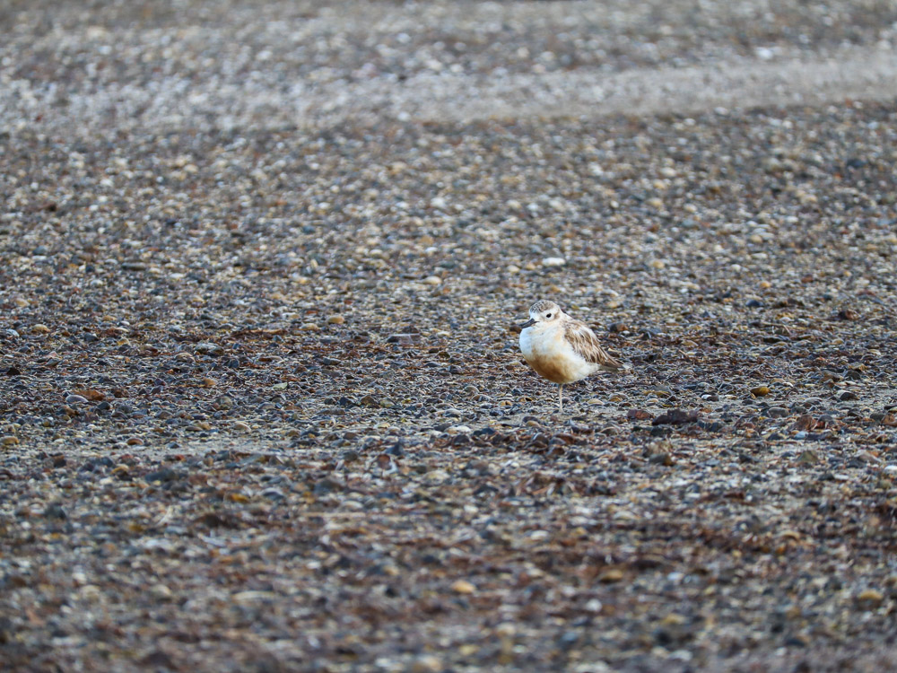 Tuturiwatu, New Zealand dotterel, a rare small cute round bird found on Waiheke Island, standing on one leg in solidary.