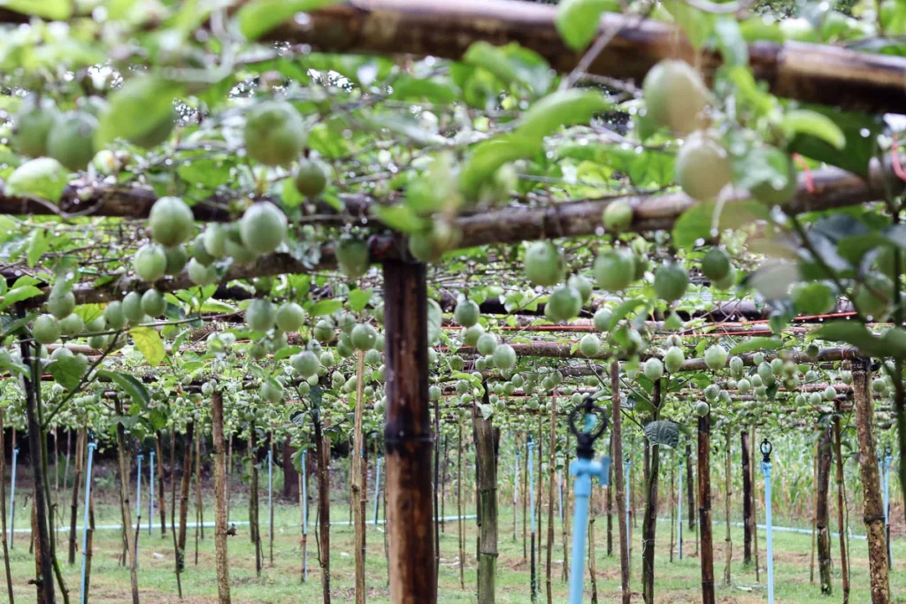 A local's Passion Fruit Farm in Kanchanaburi.