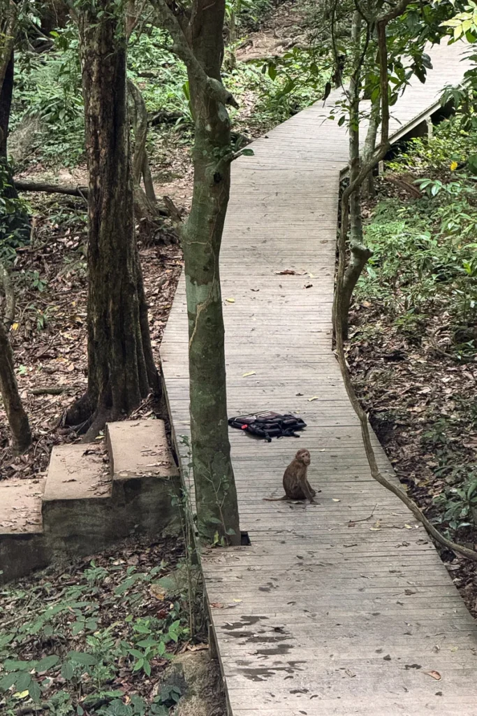 A monkey sitting in the middle of Erawan Falls hiking path.