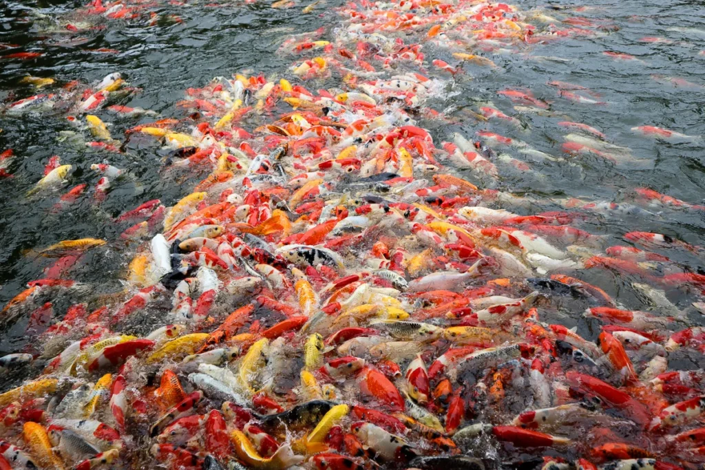 Hundreds of koi fish feeding in a pond at Na-non Cafe.