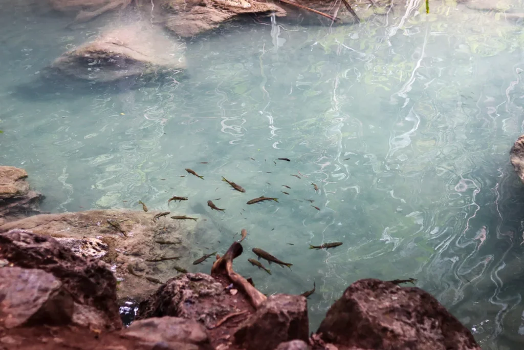 The clear blue water at Erawan Falls, with fish circling around