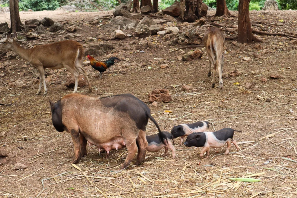 A family of pigs, a couple of deers and a chicken in one photo.