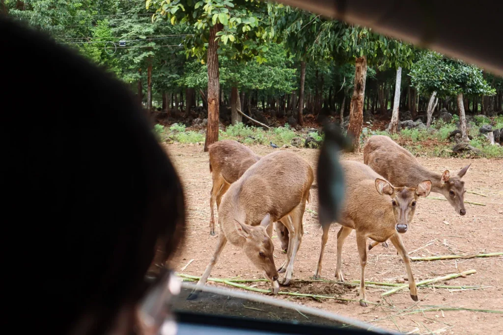 Four deers circling around for food at Tiger Temple Sanctuary.