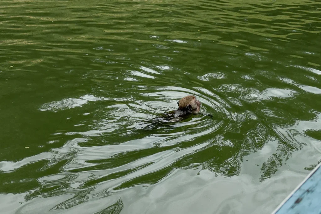 Monkey swimming in the water at Keang Krachan Dam, boat tour.