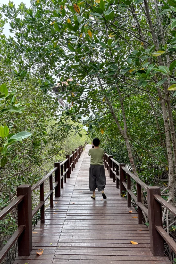 Hua Hin Mangrove Forest walk.